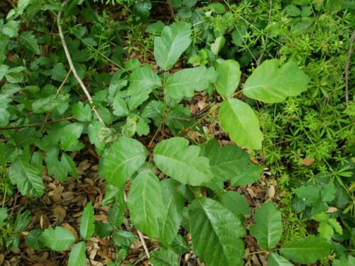 Deer Park Monastery: Poison Oak!