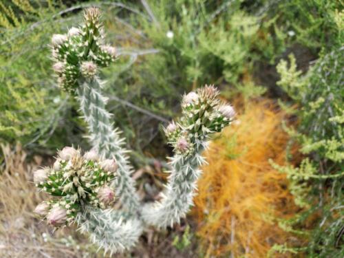 Desert blossom 