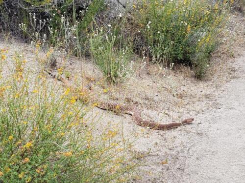 Rattlesnake mile 5