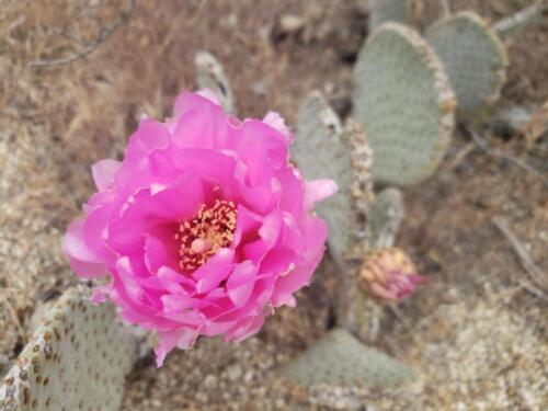 More desert flowers
