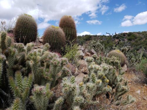 Beauty of desert