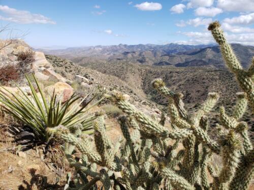 More desert