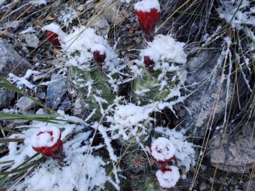 Snow