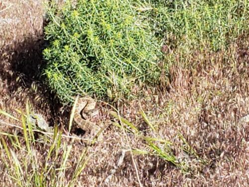 Spot the angry rattlesnake?