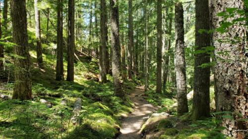 One of the many woods in OR