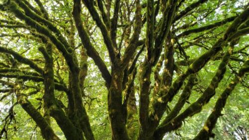 Hoh Rainforest, Olympic Nat. Park