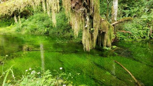 Hoh Rainforest, Olympic Nat. Park